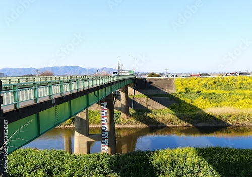 春の河川　堤防に菜の花　橋　田舎の風景