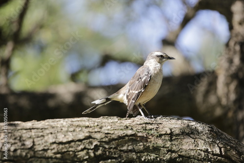 CALANDRIA COMÚN photo
