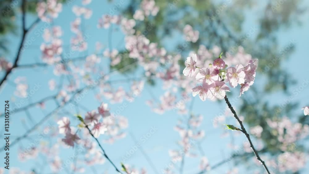 春 風に揺れるピンクの桜の花 照り付ける太陽の日差しを受けてキラキラ輝く花びら 淡い色・レンズフレア 季節・入学・入社・新生活の背景 春 風に揺れるピンクの桜の花 照り付ける太陽の日差しを受けてキラキラ輝く花びら 淡い色・レンズフレア 季節・入学・入社・新生活の背景