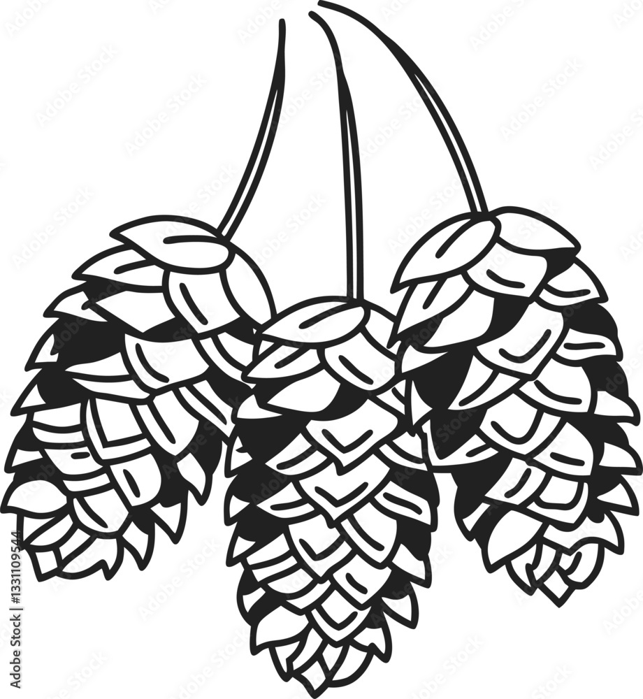 Fototapeta premium Hops illustration three botanical hop cones, black and white beer brewing ingredient, vintage botanical design