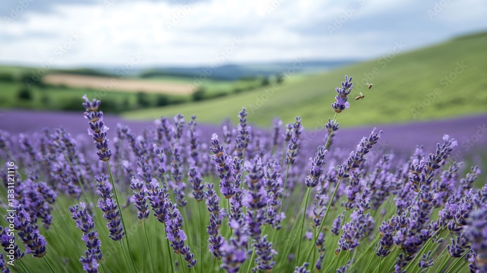 Naklejka premium A beautiful field of lavender flowers with green hills in the background
