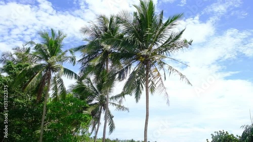 Wallpaper Mural Coconut palms sway in the wind against a blue sky Torontodigital.ca