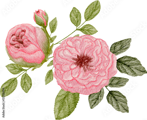 Fototapeta Naklejka Na Ścianę i Meble -  pink rose arrangement watercolor