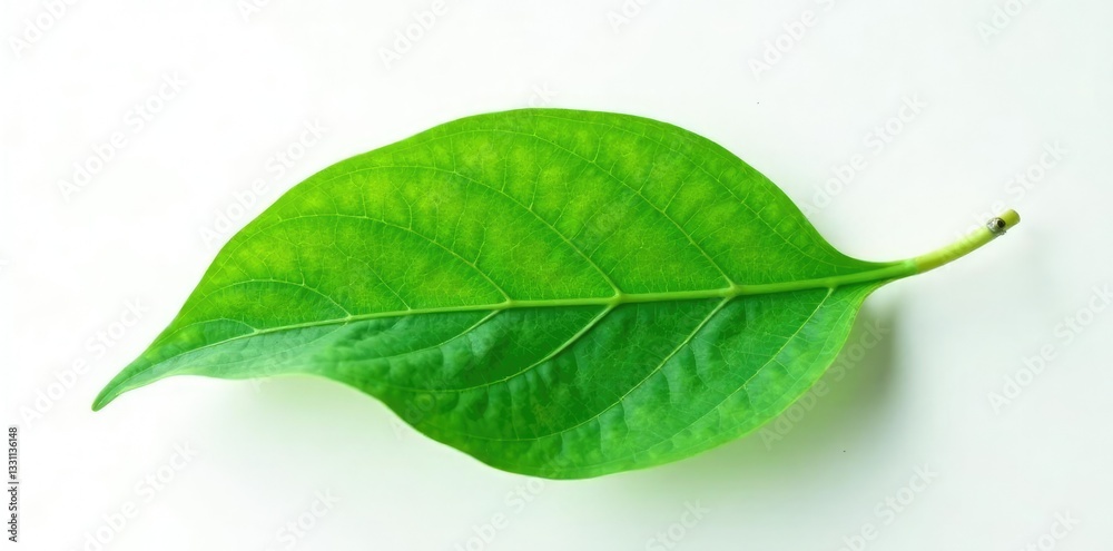 Obraz premium Single large leaf with intricate veins against plain white background, botanical, plant, green