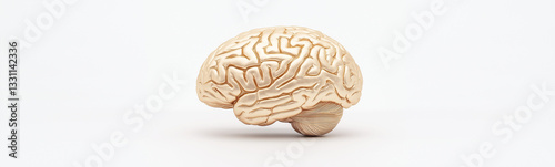 Brain anatomy: Detailed ana...