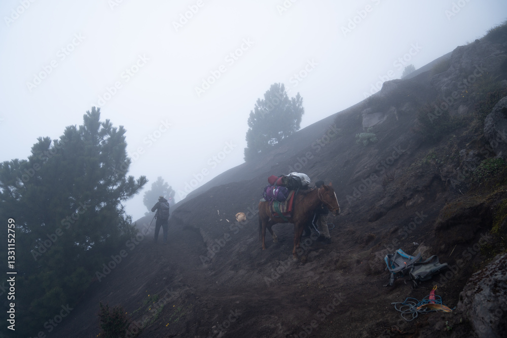 Fototapeta premium Horses in volcan Acatenango, Guatemala on a dense fog morning