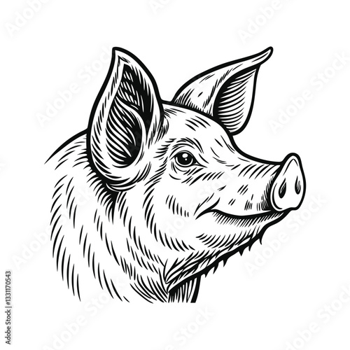 Pig head vector illustration, detailed vector, hand drawn style, monochrome design, isolated on a white background