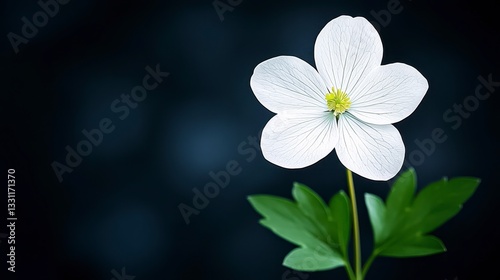 White Flower with Dark Speckles on Dark Background