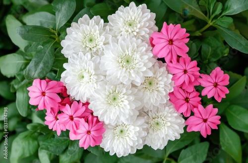 Arrangement of White Chrysanthemums and Pink Periwinkles Surrounded by Green Foliage for Vibrant Floral Display in Garden Setting