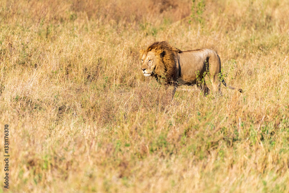 Fototapeta premium Close encounter with a male lion -Panthera Leo- that is walking across the plains of the Serengeti, Tanzania.