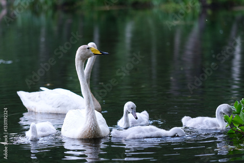 Fototapeta Naklejka Na Ścianę i Meble -  Whooper swan family