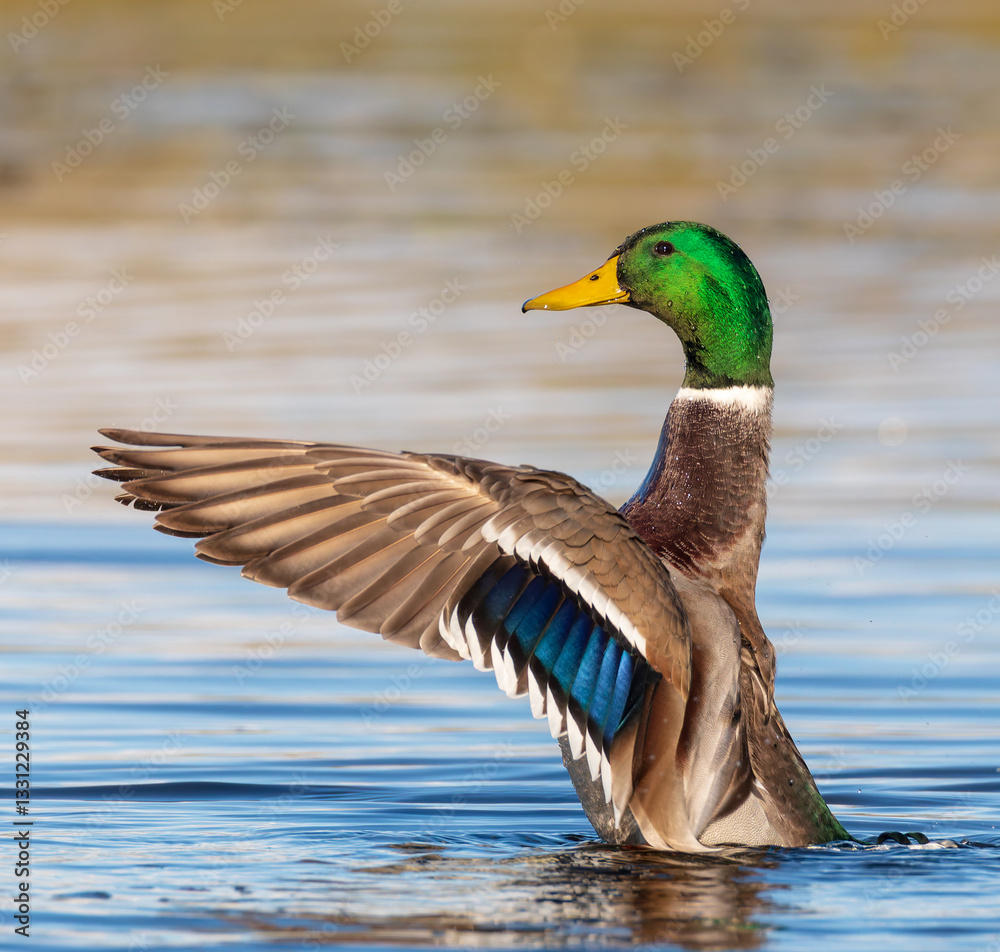 Fototapeta premium duck on the water