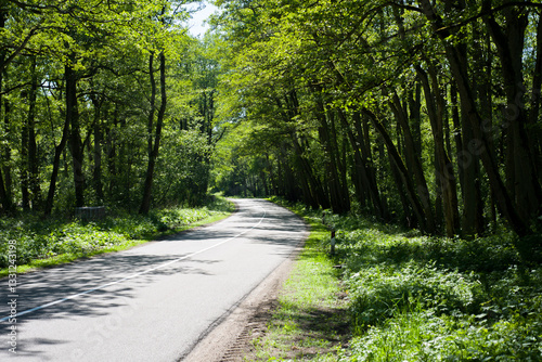 The road that lies in the midst of a dense forest, illuminated by the evening light shining on it