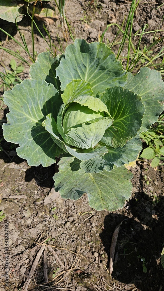 Naklejka premium Cabbage, lettuce .