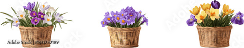 Three wicker baskets with spring flowers isolated on white background, clip art style