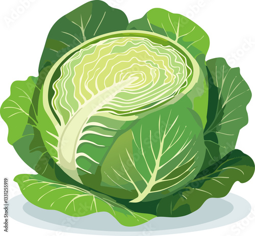 Art & Illustration Cabbage 
