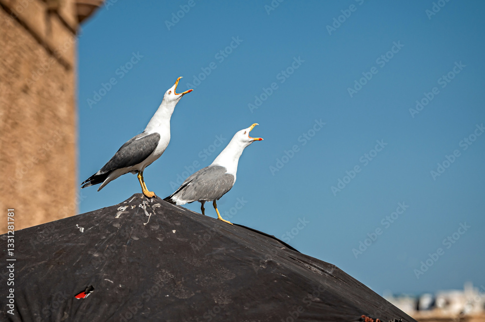 Two seagulls vocalizing while perched on a rooftop in Essaouira, Morocco under a blue sky. Two seagulls vocalizing while perched on a rooftop in Essaouira, Morocco under a blue sky.