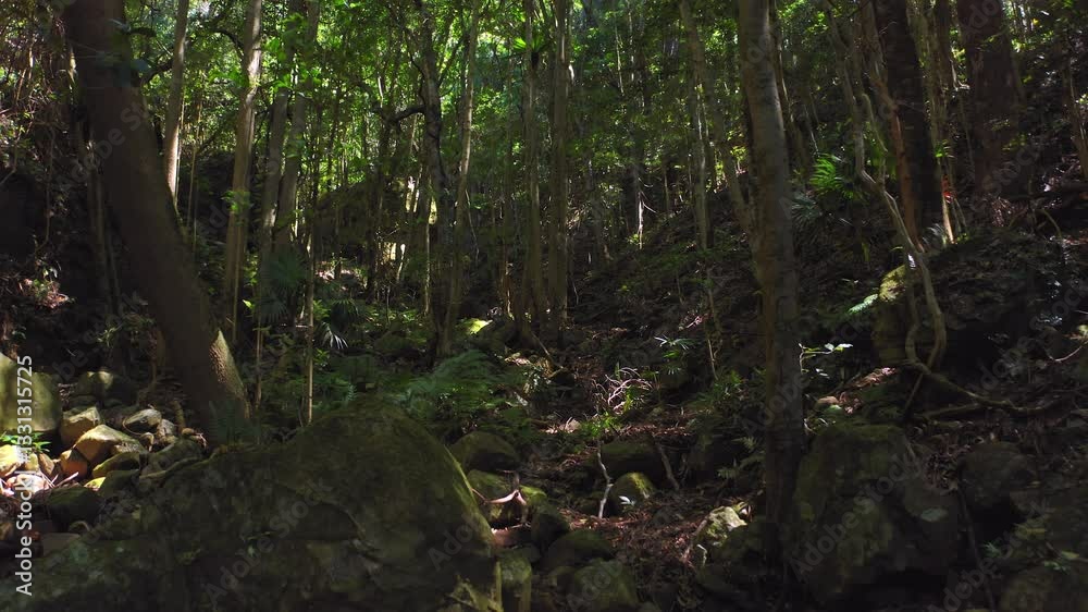 Remote Australian rain forest and jungle vegetation in Minnamurra national park