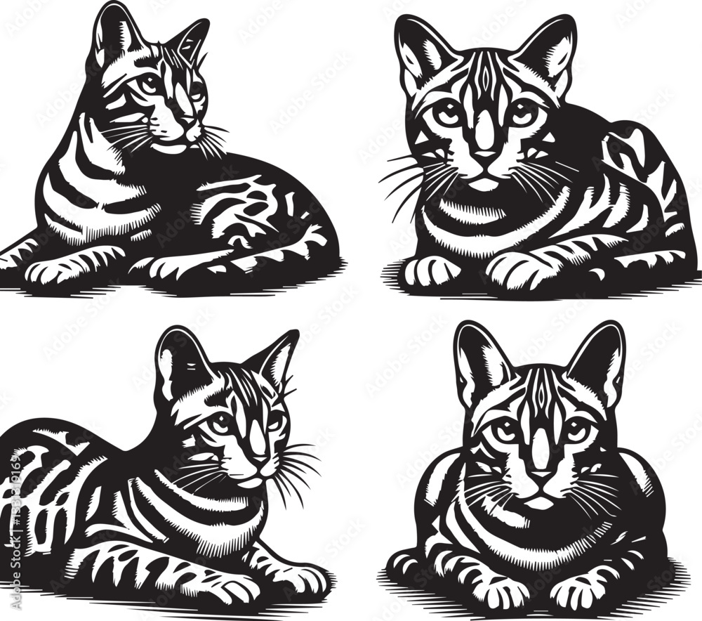 Obraz premium Bengal cat vector in black and white