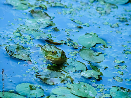 Green frog in a blue pond in summer.