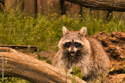 Obraz na płótnie Cute raccoon outdoors w salonie