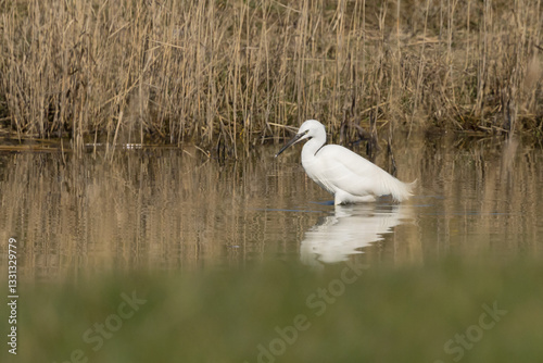 The little egret (Egretta garzetta) is a species of small heron in the family Ardeidae. It is a white bird with a slender black beak, long black legs and, in the western race, yellow feet.