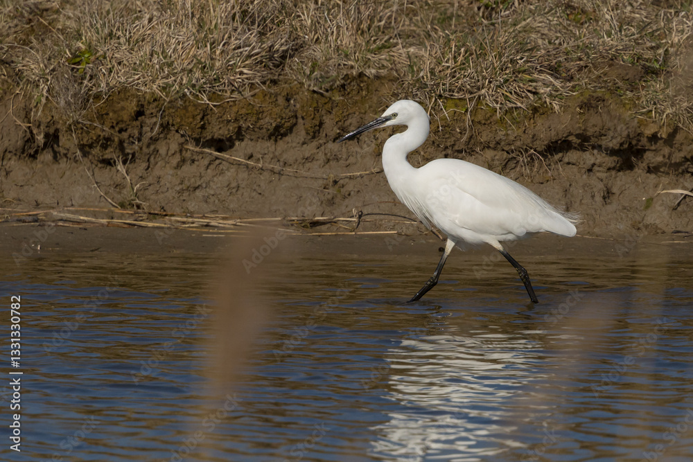 The little egret (Egretta garzetta) is a species of small heron in the family Ardeidae. It is a white bird with a slender black beak, long black legs and, in the western race, yellow feet. The little egret (Egretta garzetta) is a species of small heron in the family Ardeidae. It is a white bird with a slender black beak, long black legs and, in the western race, yellow feet.