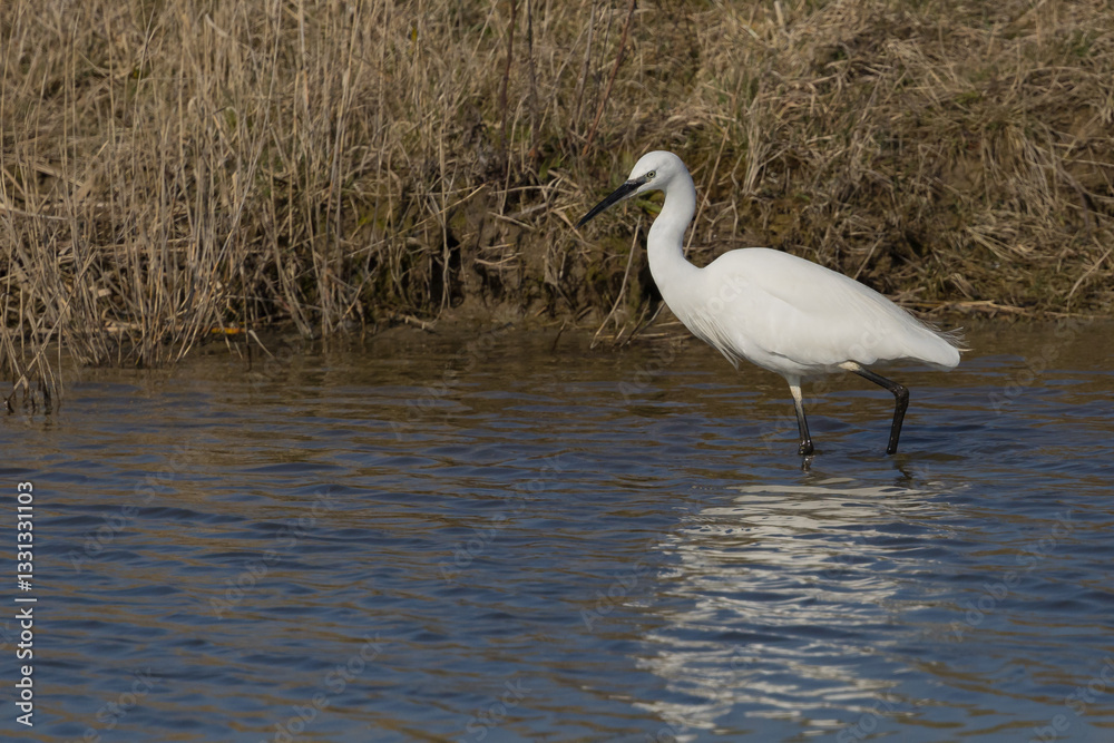 The little egret (Egretta garzetta) is a species of small heron in the family Ardeidae. It is a white bird with a slender black beak, long black legs and, in the western race, yellow feet. The little egret (Egretta garzetta) is a species of small heron in the family Ardeidae. It is a white bird with a slender black beak, long black legs and, in the western race, yellow feet.