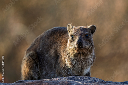 Rock hyrax, dassie, Cape hyrax or rock rabbit (Procavia capensis) at Augrabies Falls National Park, Northern Cape. South Africa.