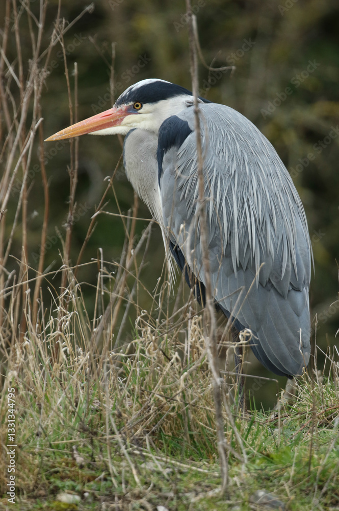 A Grey Heron (Ardea cinerea) standing on the bank of a lake.