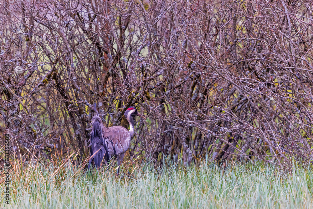 Fototapeta premium Eurasian Crane in a wetland by some leafless bushes in springtime