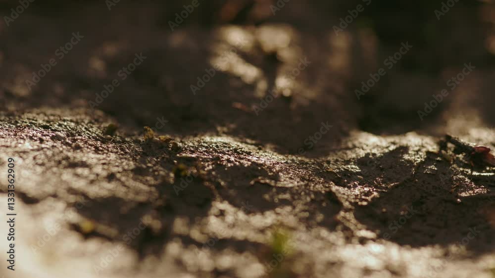 seed sowing on fertile soil,sowing seeds,Close up,CU,Thailand soil, seed sowing on fertile soil,sowing seeds,Close up,CU,Thailand soil,