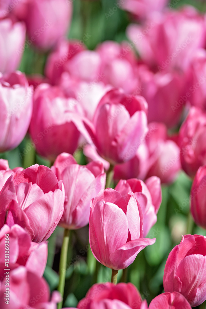 Spring floral landscape. background. stunning field of pink tulips bathed in warm sunlight, showcasing their delicate petals and vibrant spring beauty. themes of spring, renewal, and natural beauty. Spring floral landscape. background. stunning field of pink tulips bathed in warm sunlight, showcasing their delicate petals and vibrant spring beauty. themes of spring, renewal, and natural beauty.
