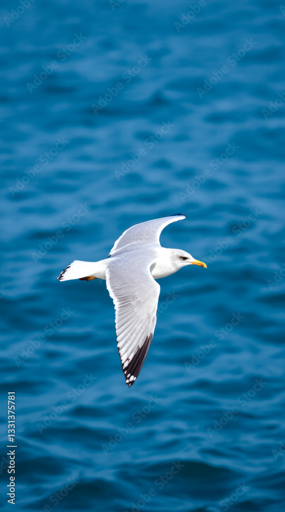 white seagull in flight over a blue ocean white seagull in flight over a blue ocean