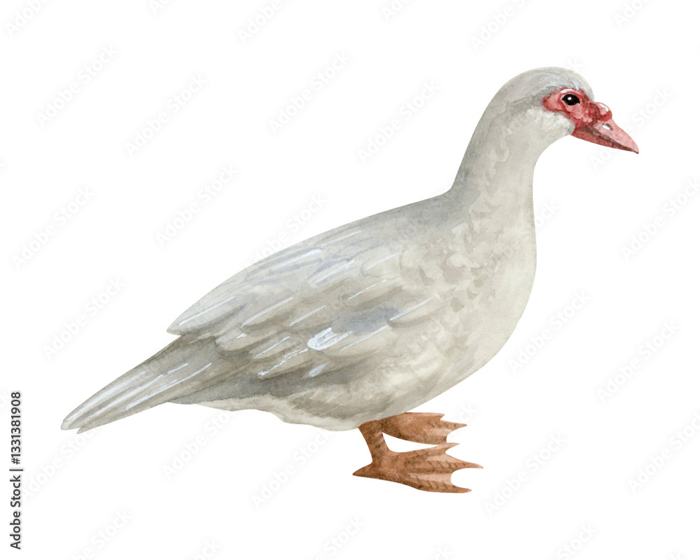 Obraz premium Grey Muscovy duck watercolor illustration isolated on white background. Hand drawn realistic waterfowl male bird of America. Wildlife avian clipart for farm village designs
