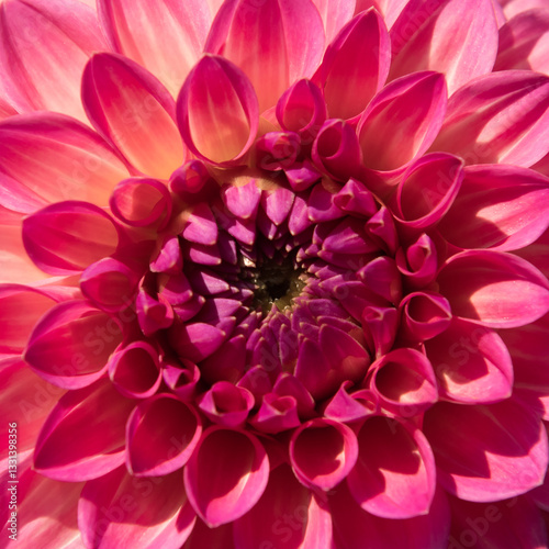 artistic pink dahlia flower and petals macro photo