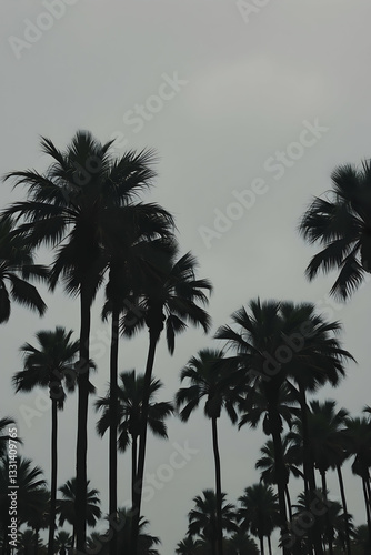 Tropical palm trees at different times of the day on a scenic beach