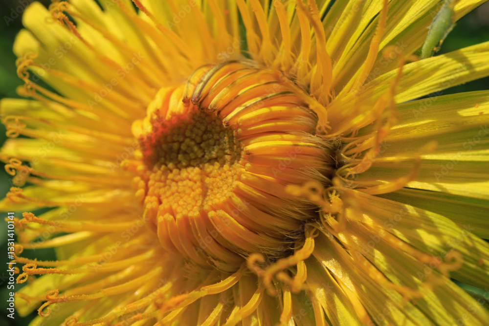 Taraxacum officinale Common Dandelion flower yellow round close up