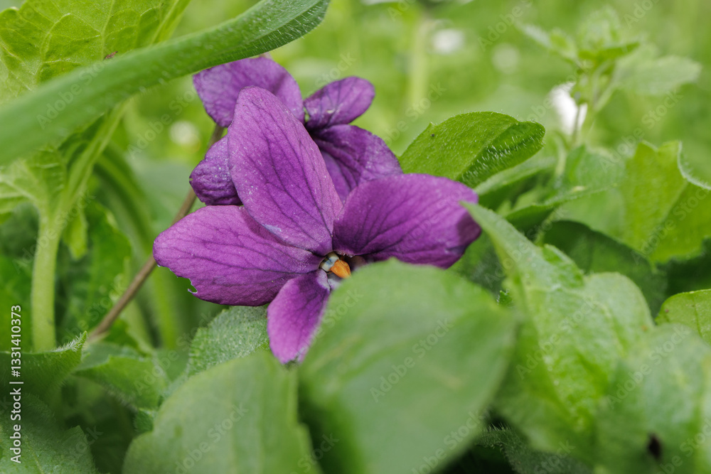 Viola odorata Sweet Violet flower purple color