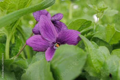 Obraz na płótnie Viola odorata Sweet Violet flower purple color w salonie