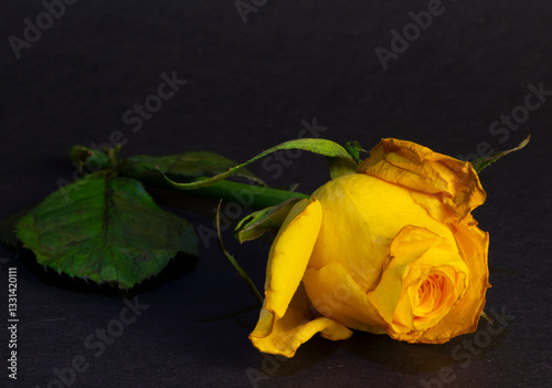 yellow rose on black
