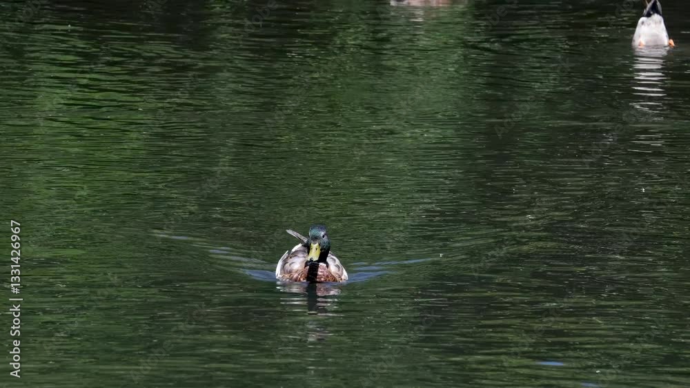 Wild duck swims on the lake and looks for food under water. Wild duck dives in nature. Wild duck swims on the lake and looks for food under water. Wild duck dives in nature.