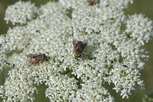Tabanidae Philipomyia on white flowers