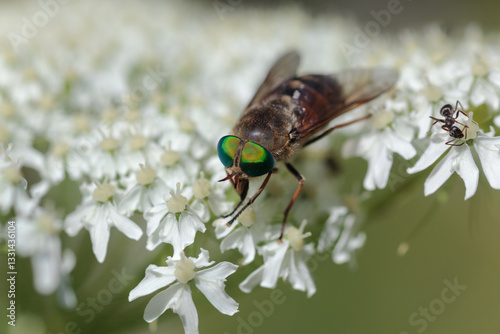 Close up of tabanidae Philipomyia on white flowers