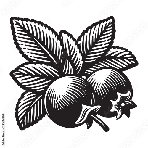 Detailed bilberry fruit illustration in monochrome woodcut style design