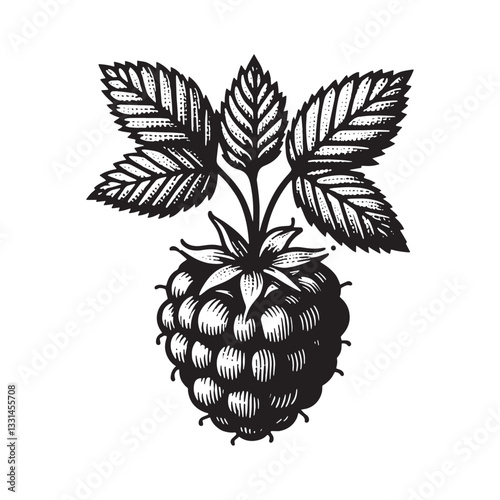 Elegant Cloudberry Fruit Illustration with Detailed Woodcut Texture and Clean Lines