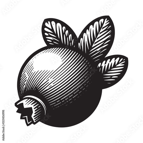 Elegant woodcut illustration of a single cranberry with leaves, minimalist style