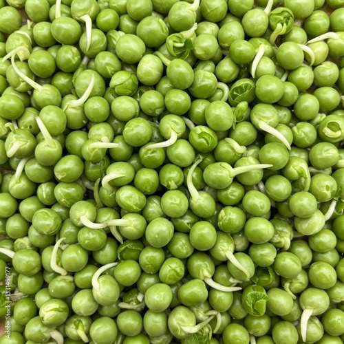 Fresh green peas sprouting showing new life and growth