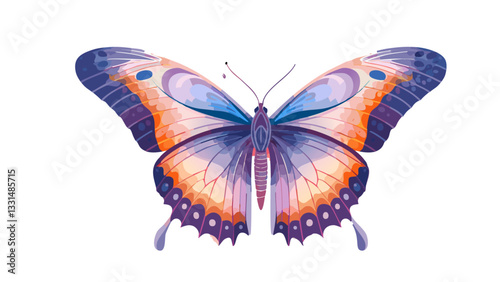 Colorful Butterfly  Vector Illustration