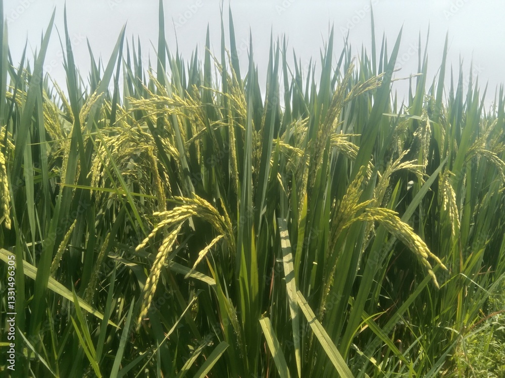 Fototapeta premium green wheat field